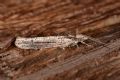 Ypsolopha ustella